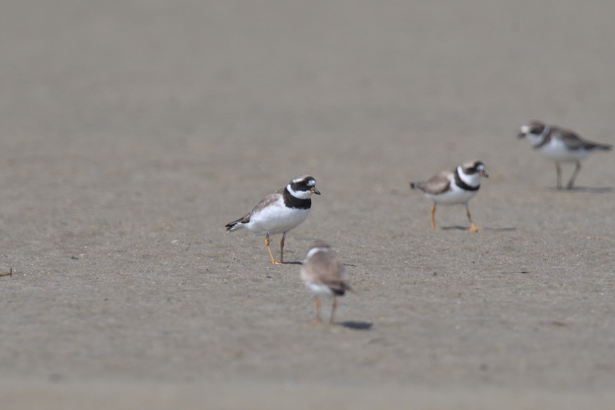 Common Ringed Plover - ML610037004