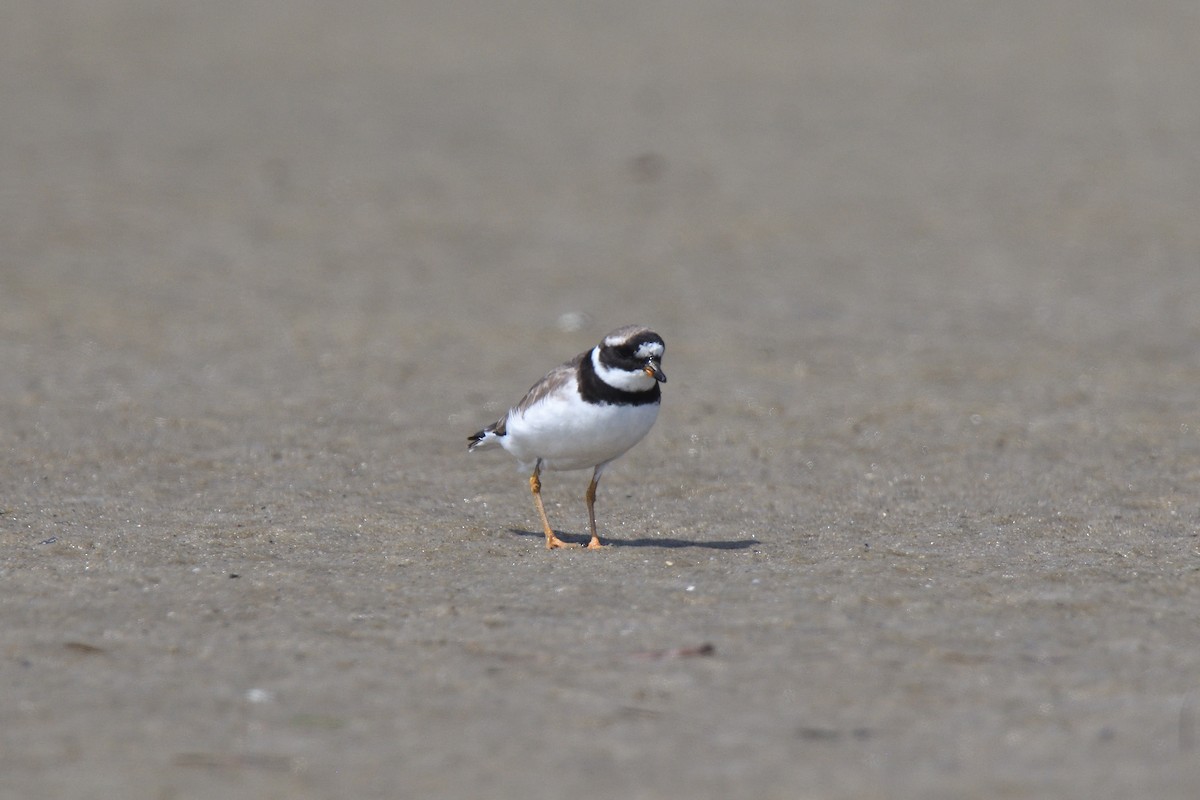 Common Ringed Plover - ML610037005