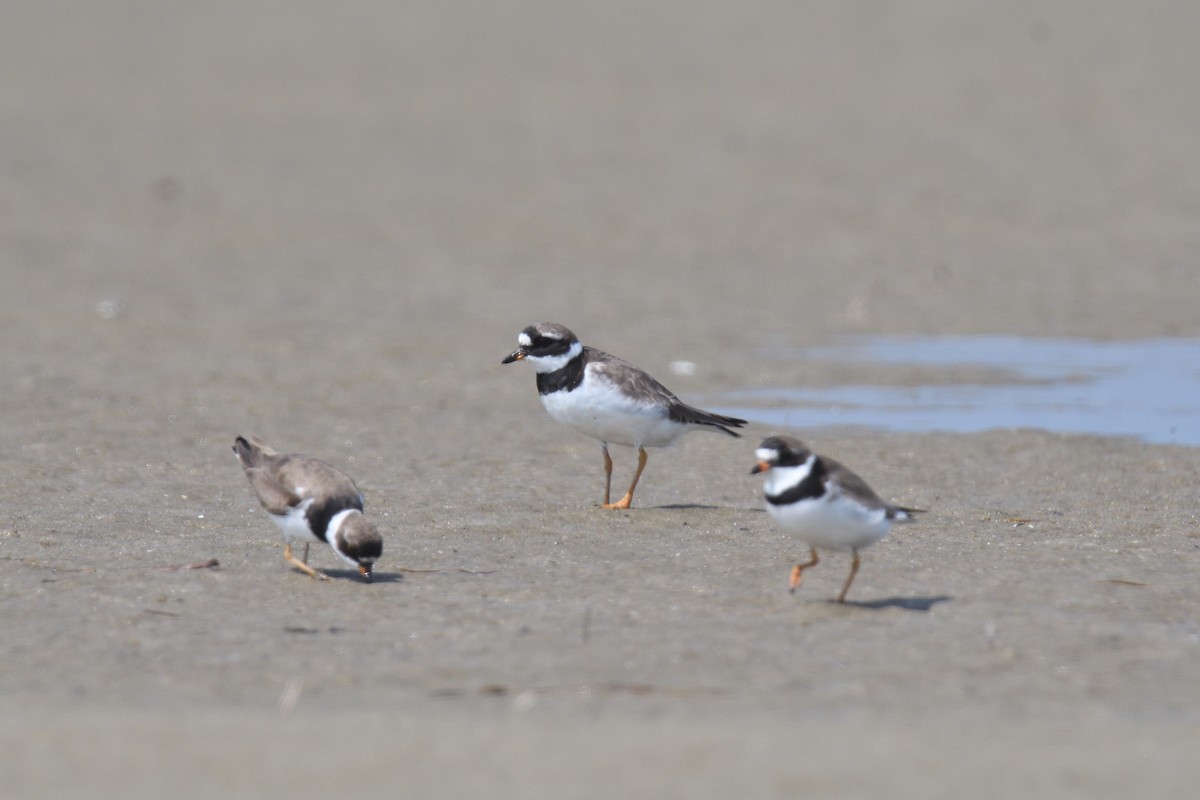 Common Ringed Plover - ML610037006