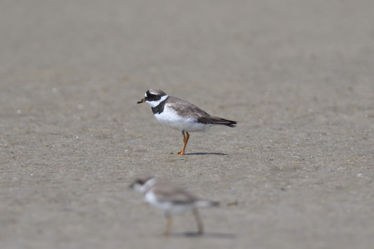 Common Ringed Plover - ML610037007