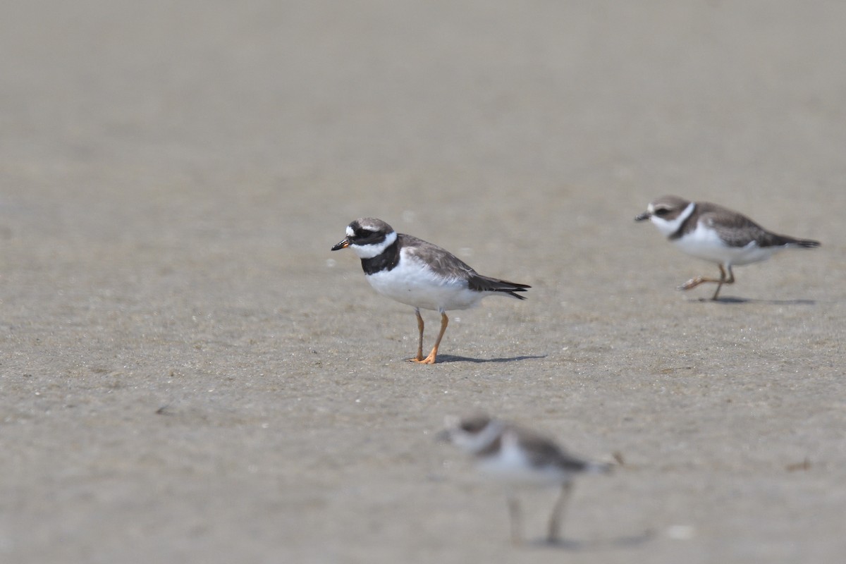 Common Ringed Plover - ML610037008