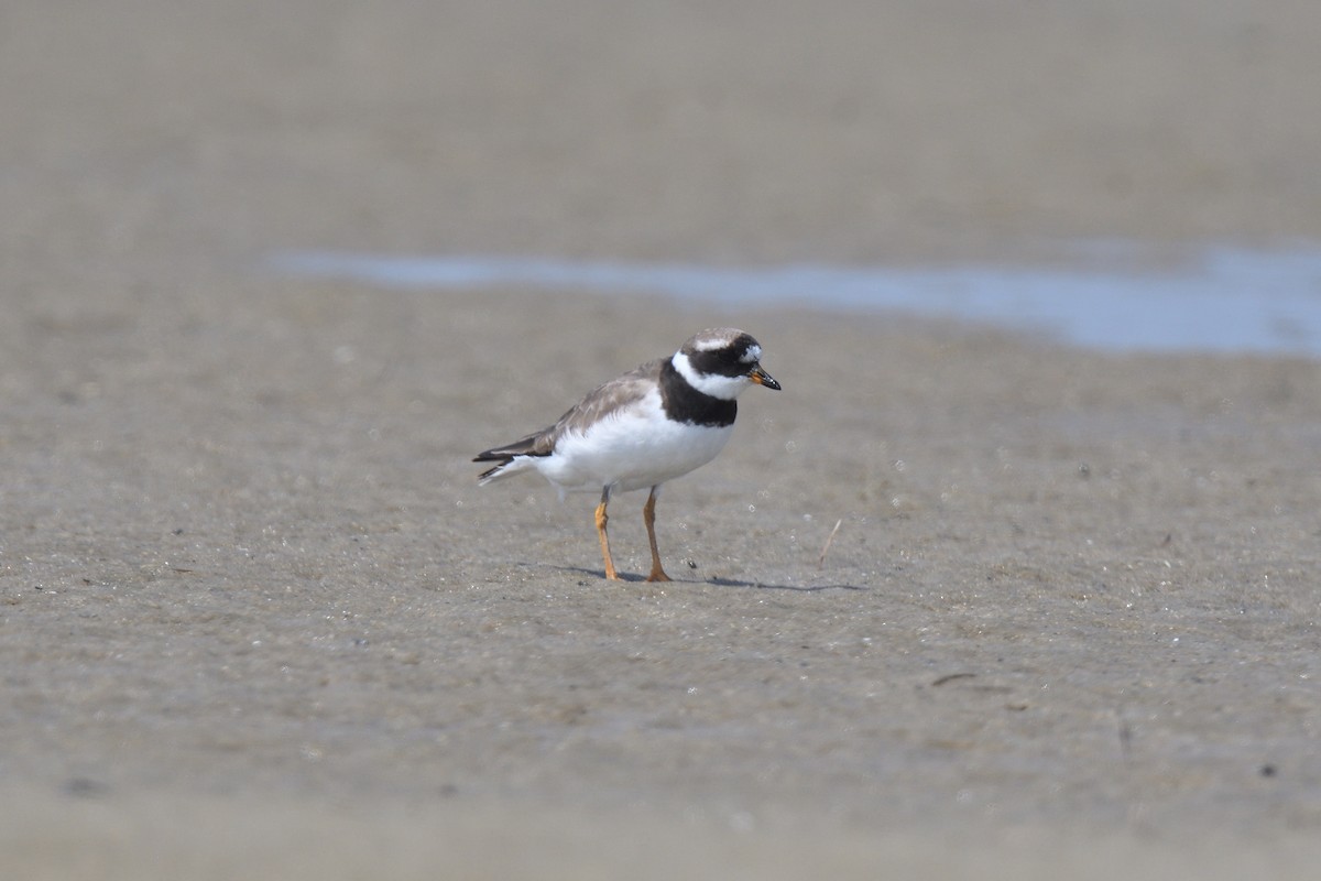 Common Ringed Plover - ML610037010