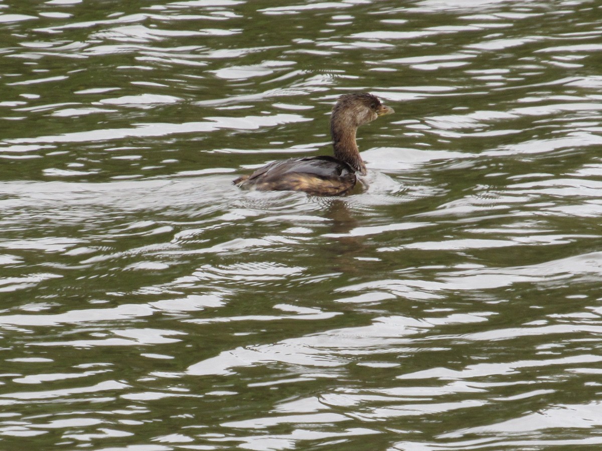 Pied-billed Grebe - Caleb Bronsink