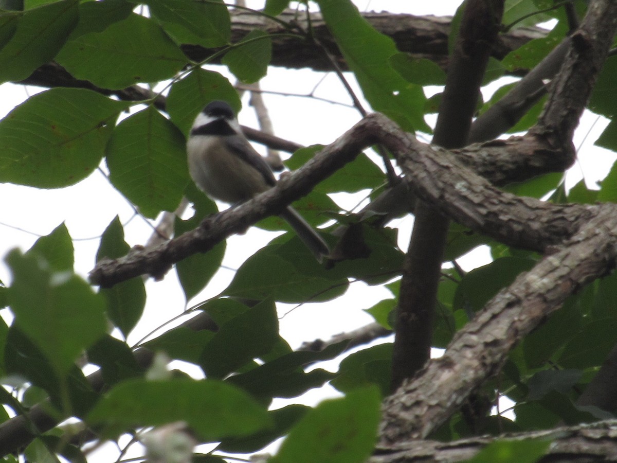 sýkora karolínská - ML610037044