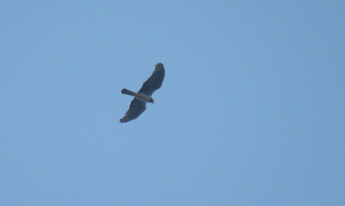 Long-winged Harrier - ML610037048