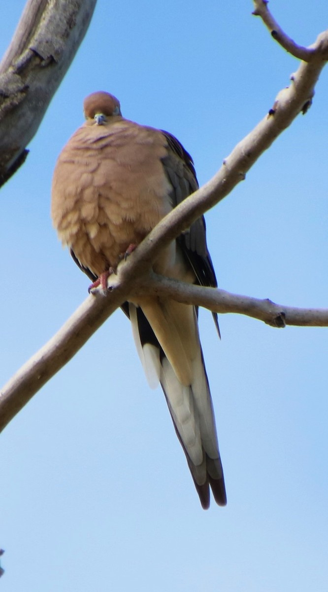 Mourning Dove - ML610037050