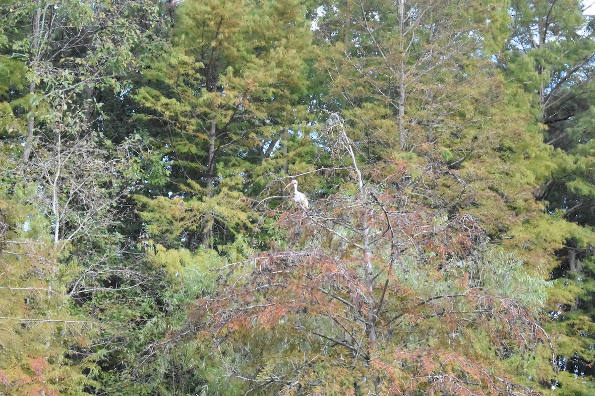 White Ibis - ML610037052