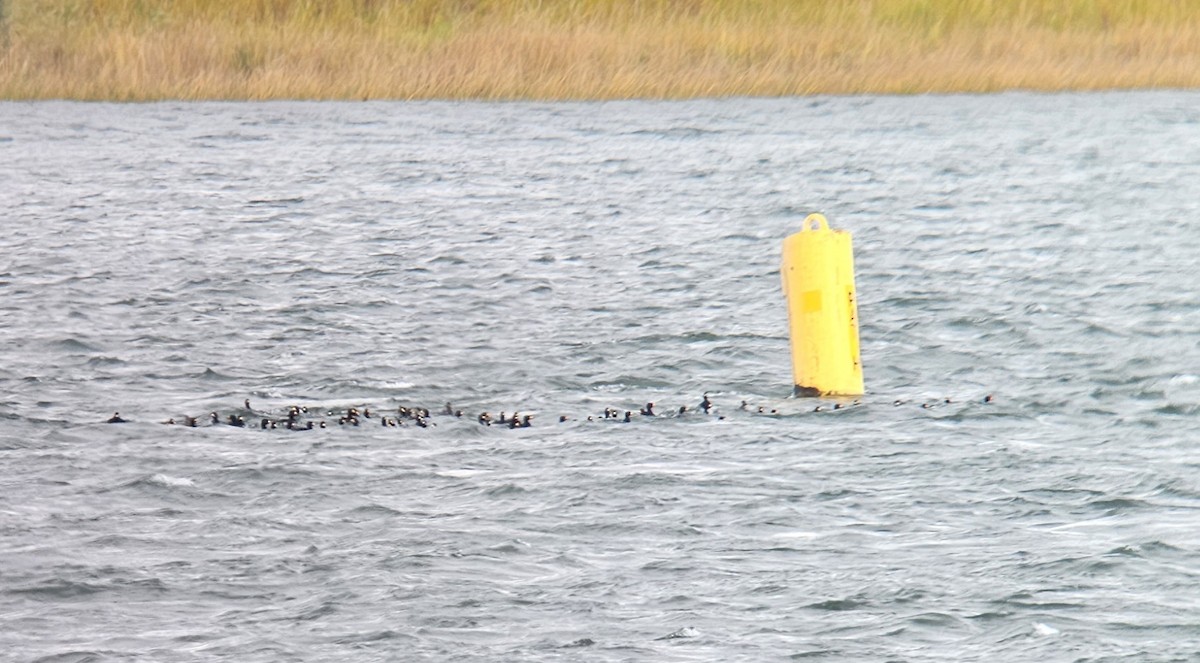 Black Scoter - Yves Gauthier (Mtl)