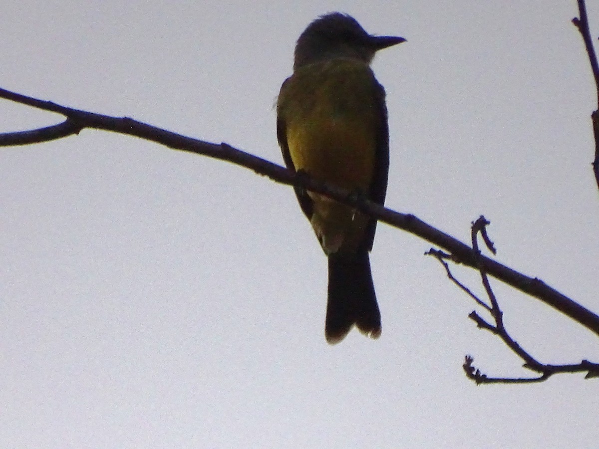 Tropical Kingbird - Mirian Del Río