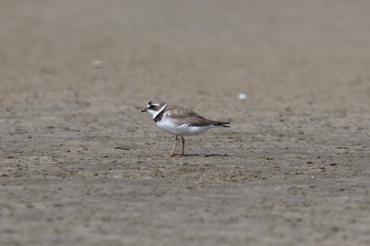 Semipalmated Plover - terence zahner