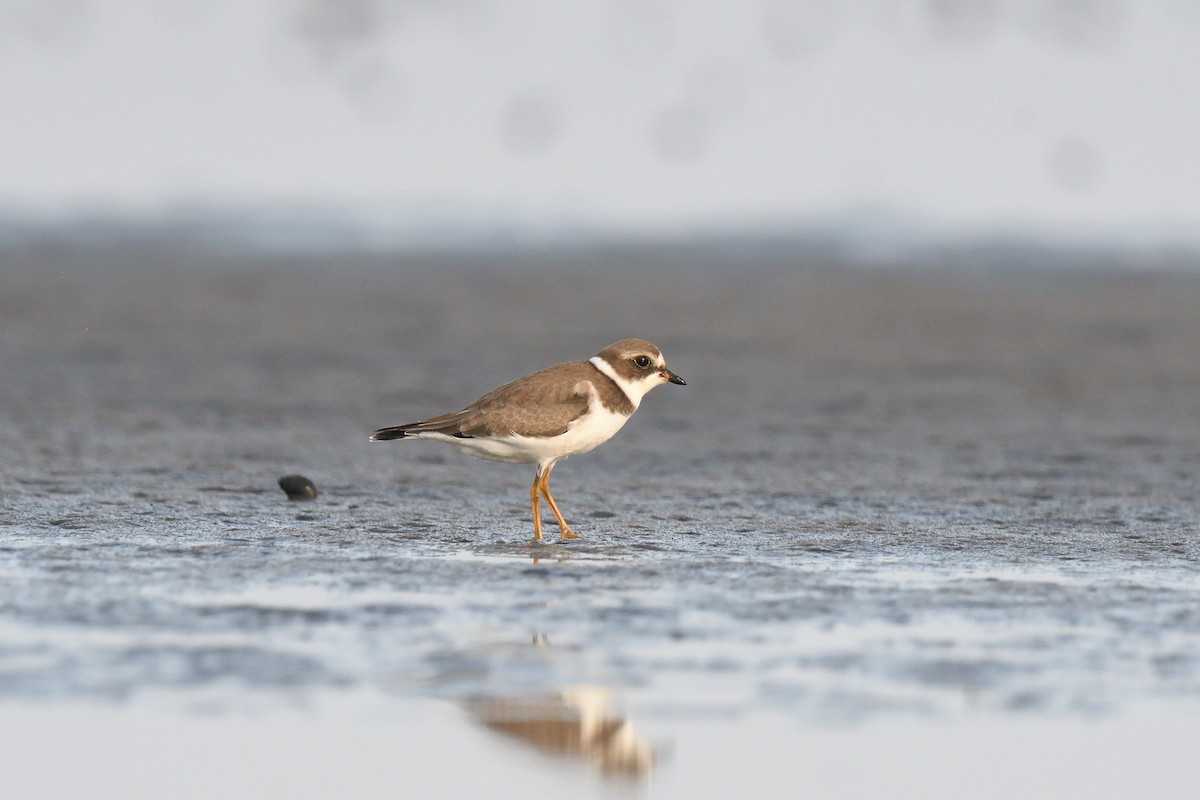 Semipalmated Plover - terence zahner