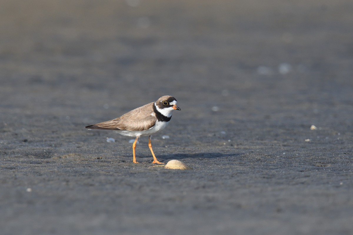 Semipalmated Plover - terence zahner