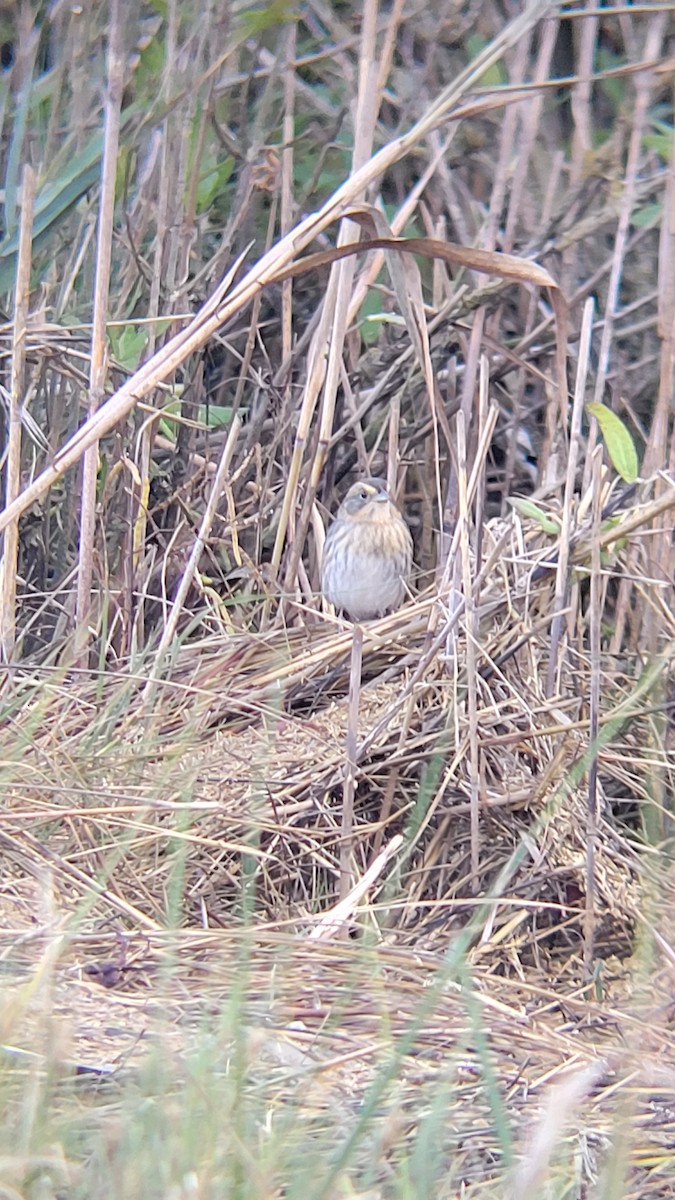 Nelson's Sparrow - ML610037156