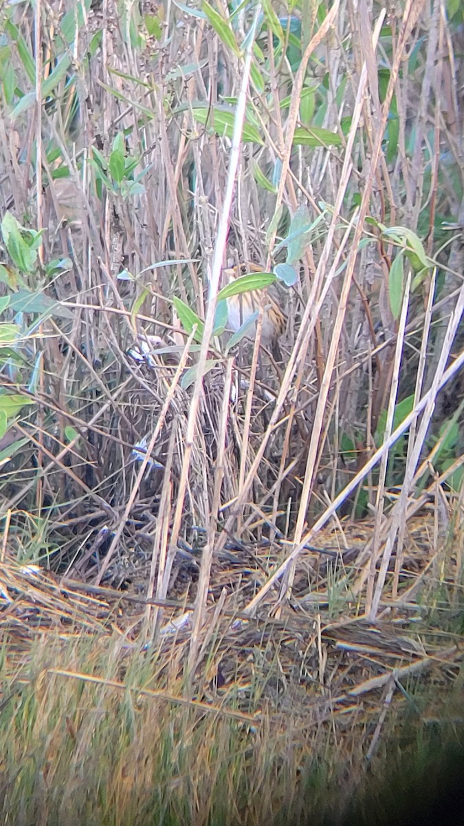 Saltmarsh Sparrow - ML610037167