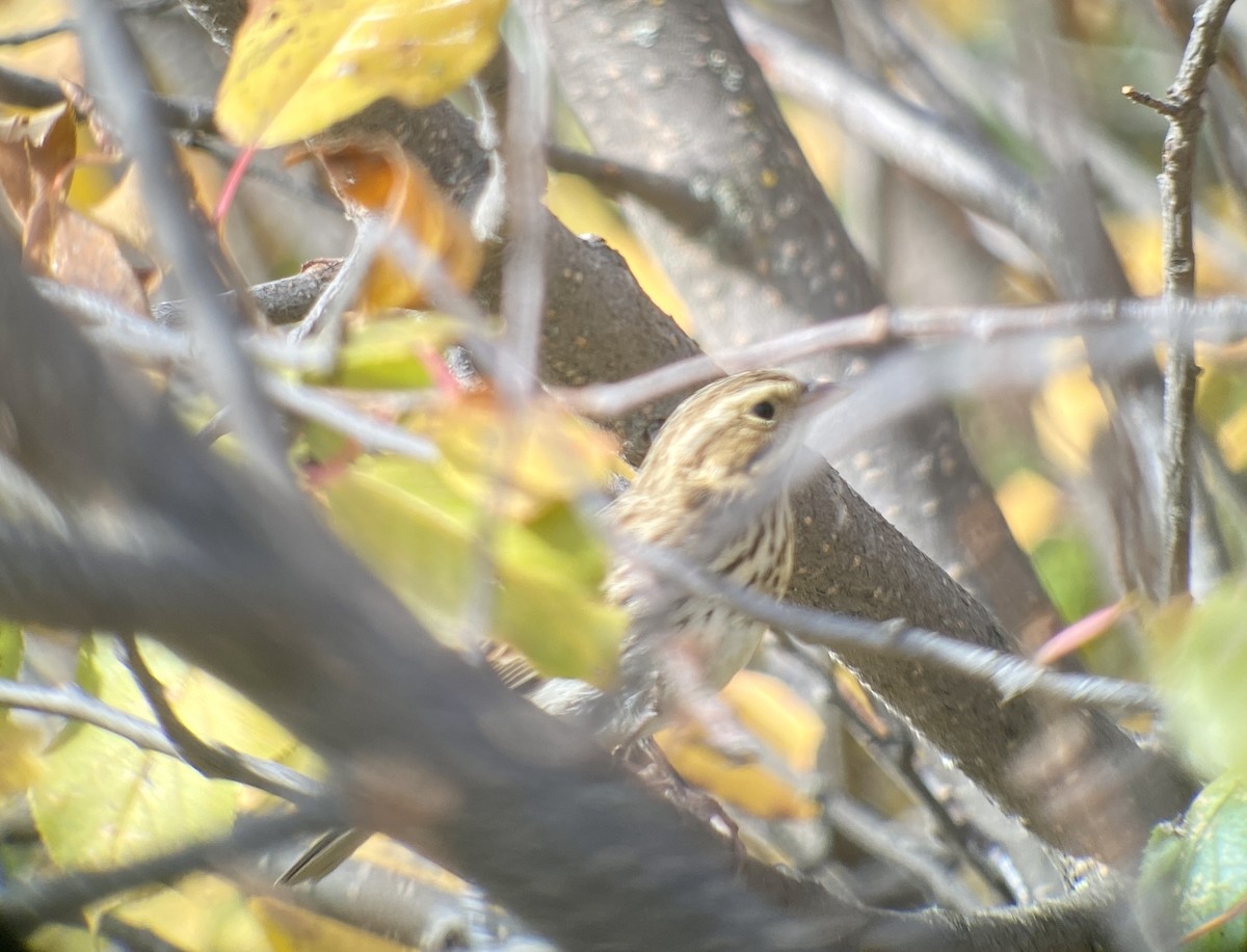 Savannah Sparrow - Eric Rasmussen