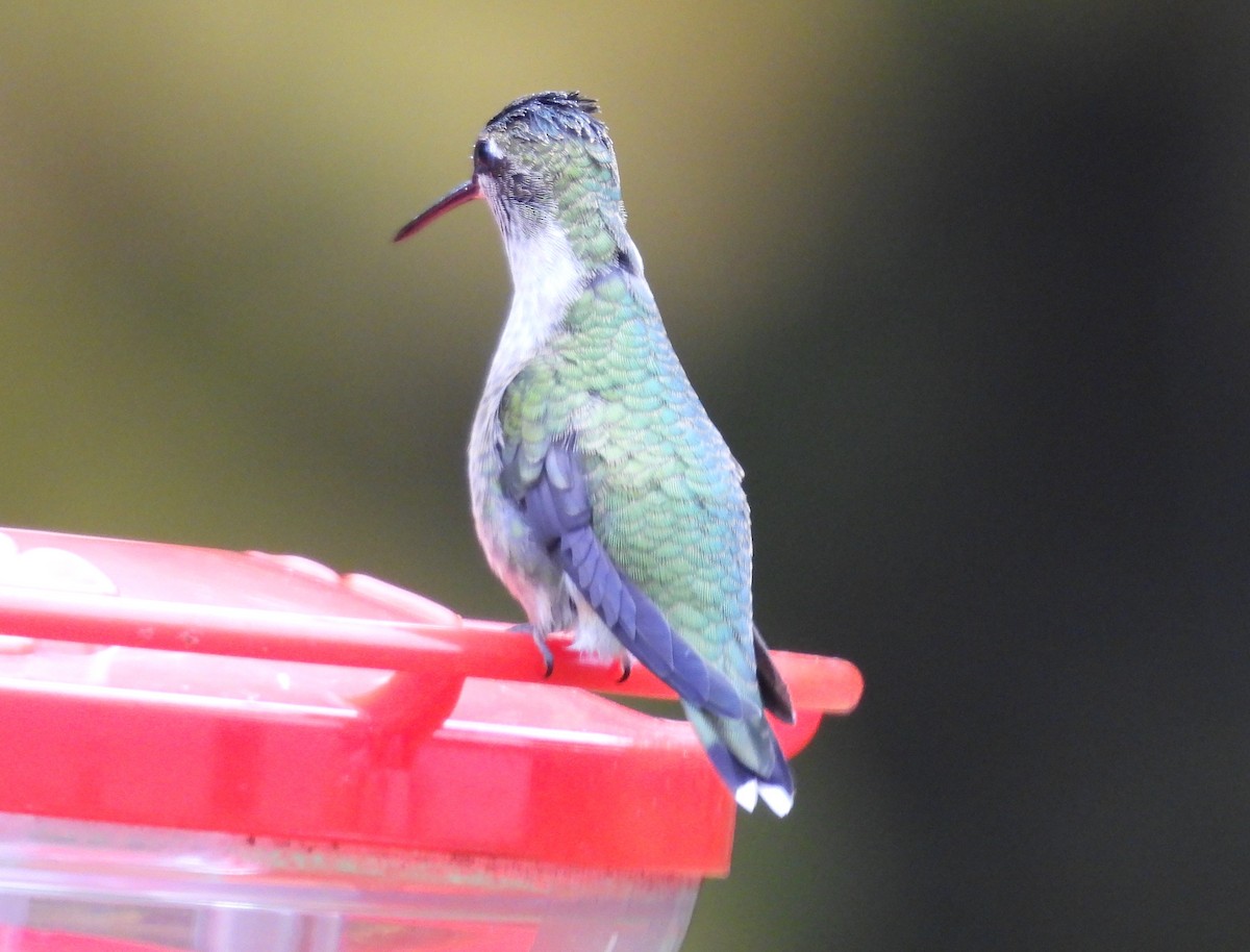 Colibrí Gorjirrubí - ML610037220