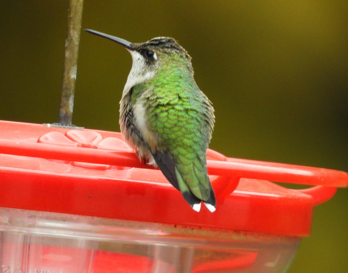 Colibrí Gorjirrubí - ML610037224