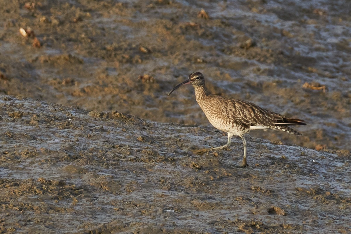 Whimbrel - ML610037259