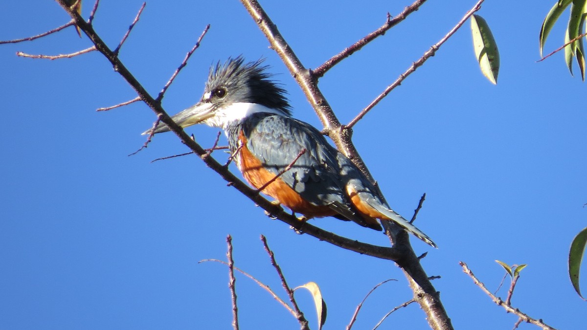 Ringed Kingfisher - ML610037333