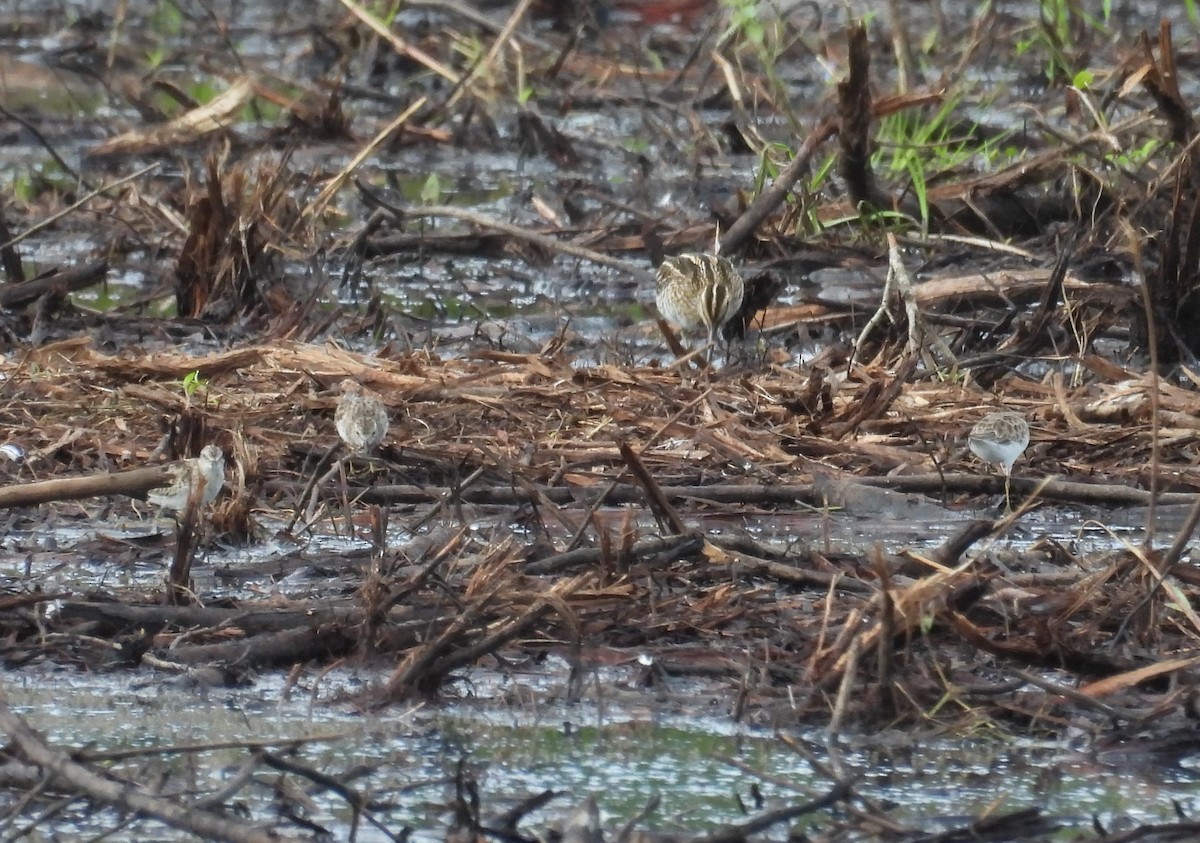 Least Sandpiper - ML610037362