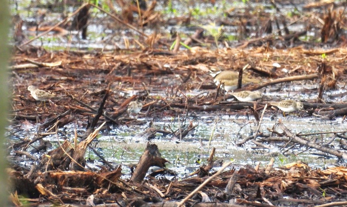 Least Sandpiper - ML610037365