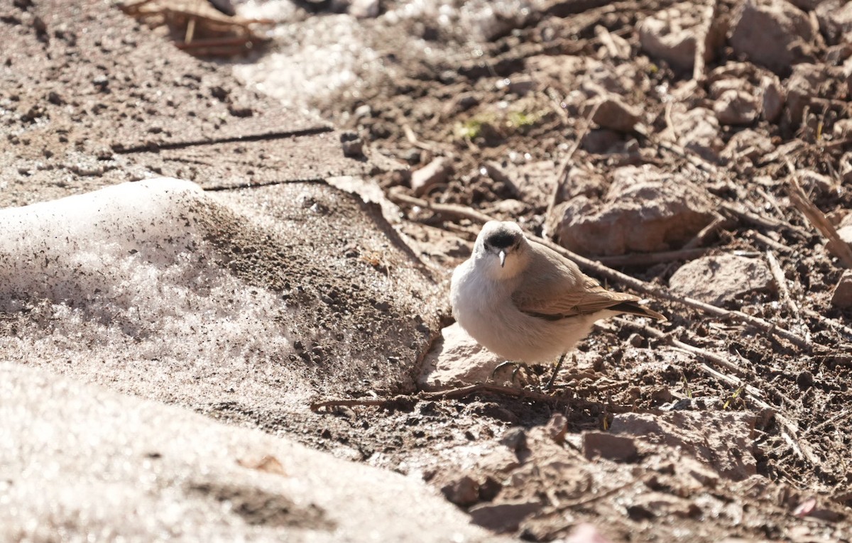 Black-fronted Ground-Tyrant - ML610037381