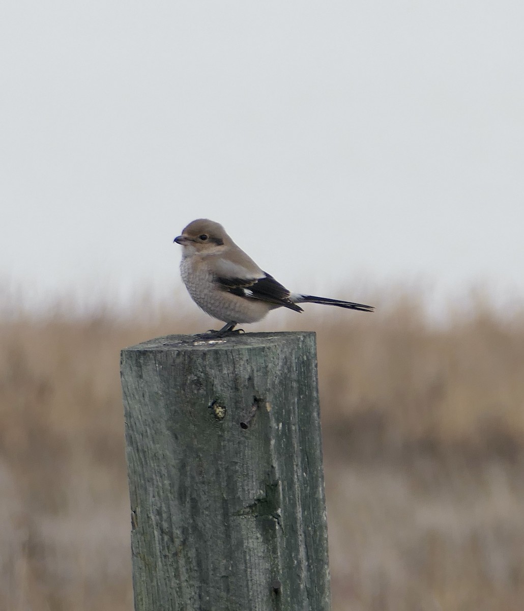 Northern Shrike - ML610037385