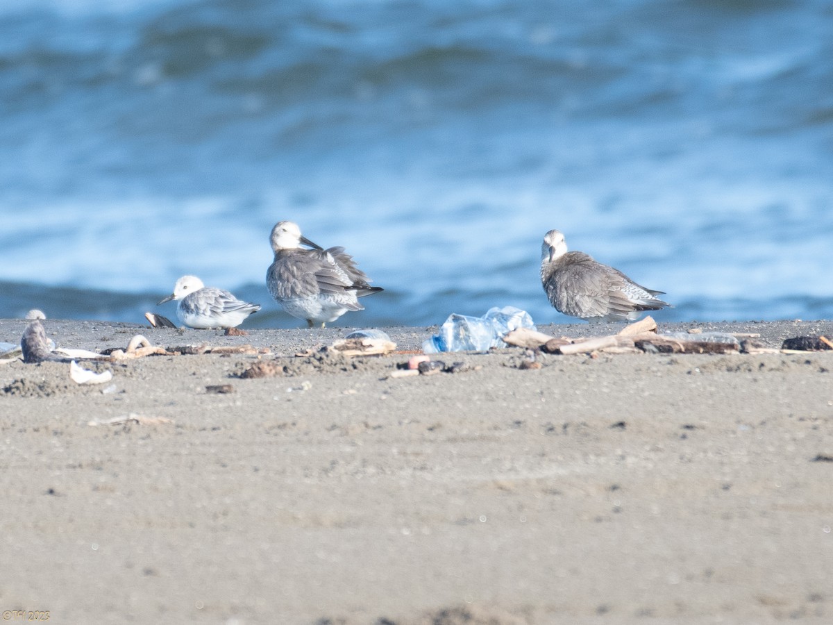 Red Knot - ML610037441