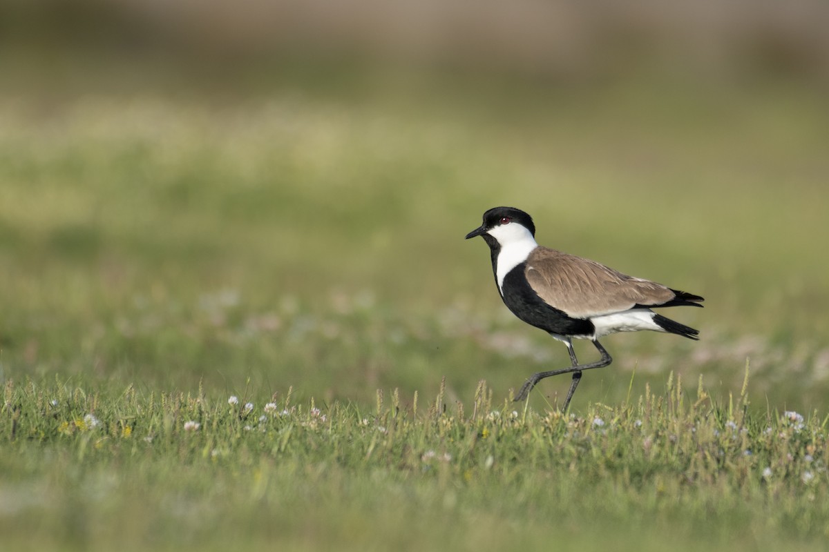 Spur-winged Lapwing - ML610037445