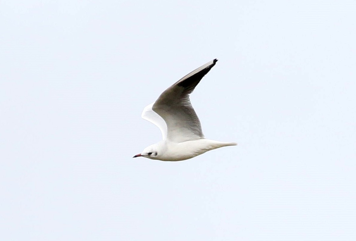Mouette rieuse - ML610037516