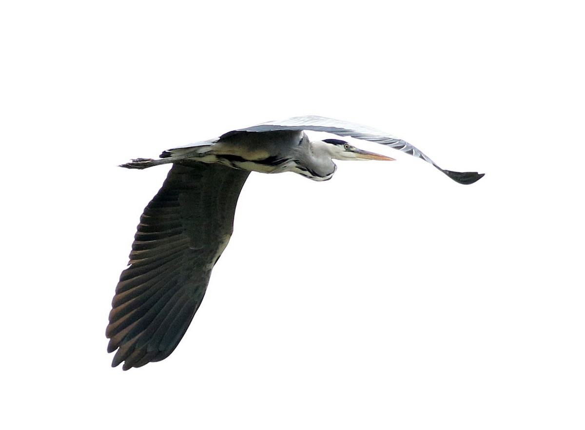 Gray Heron - ML610037549