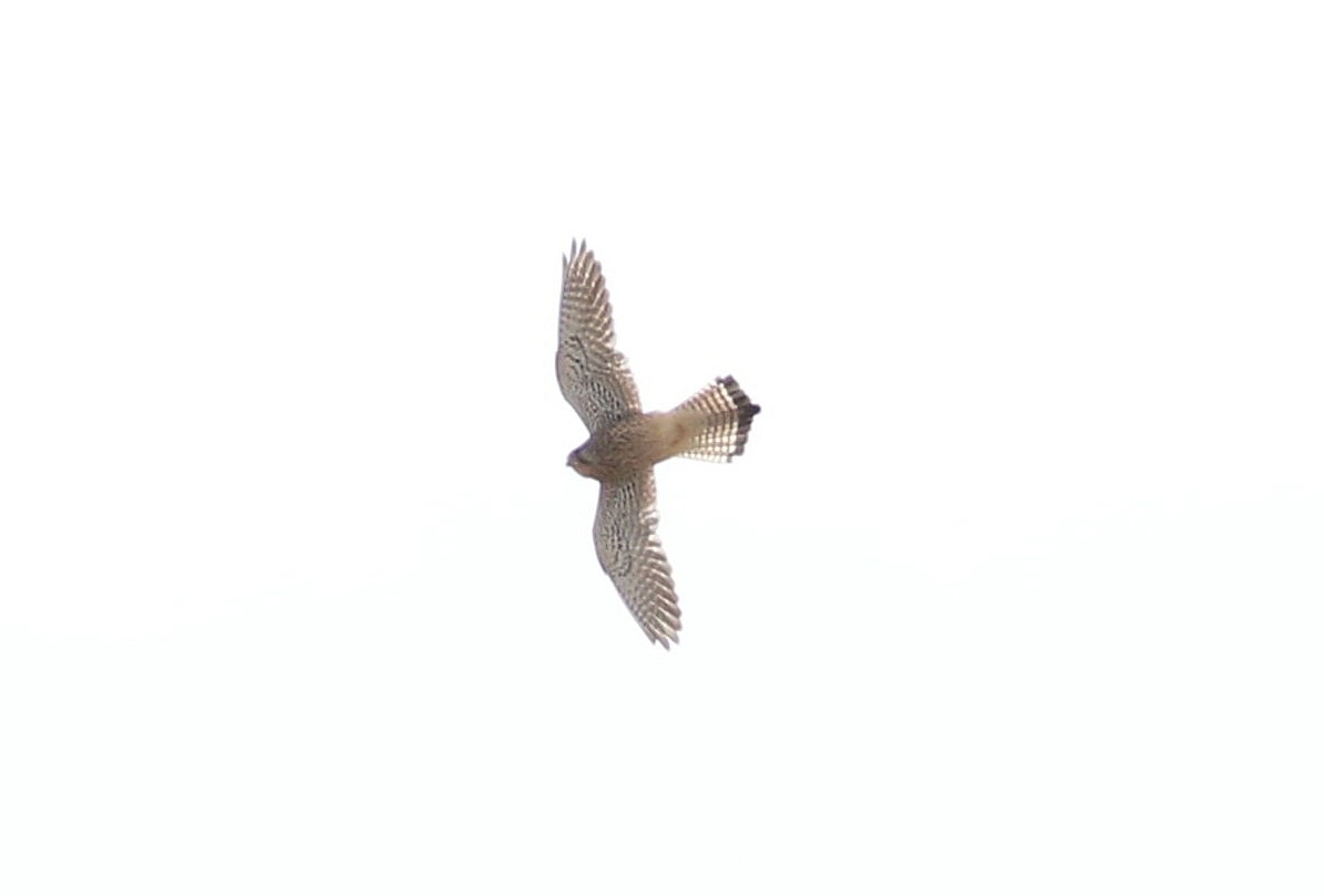 Eurasian Kestrel - ML610037627