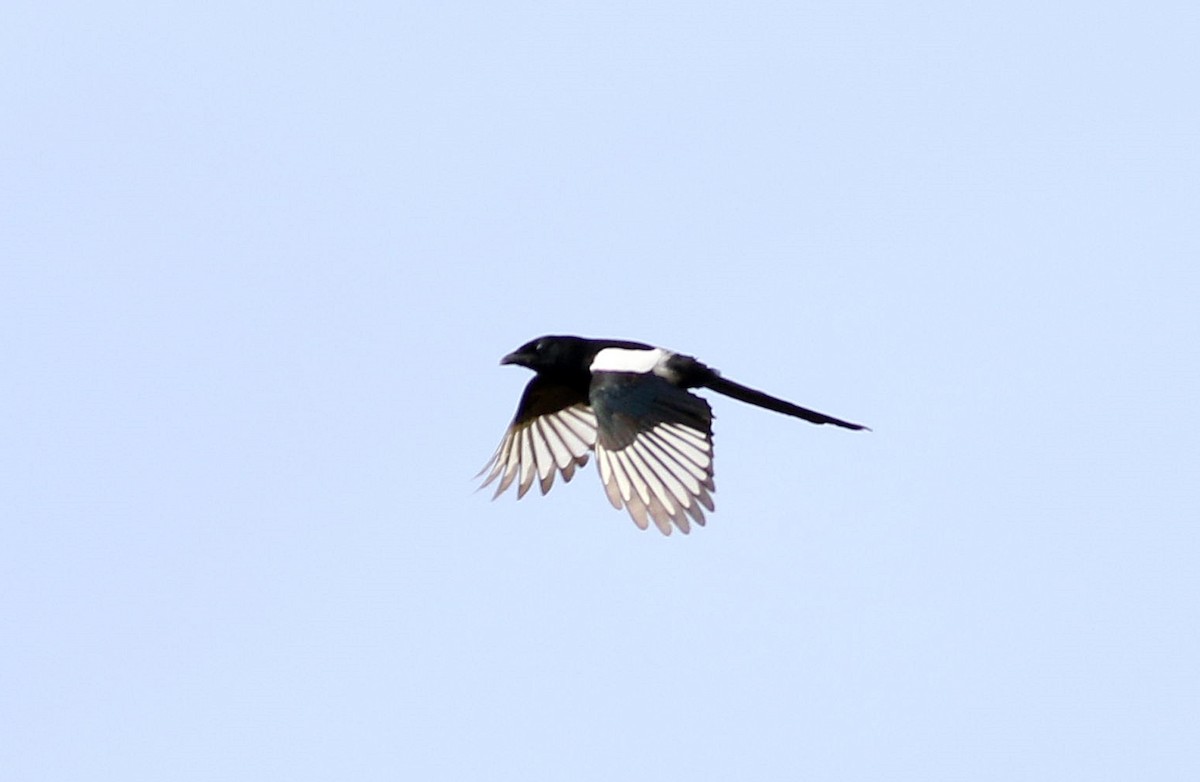 Eurasian Magpie - ML610037640