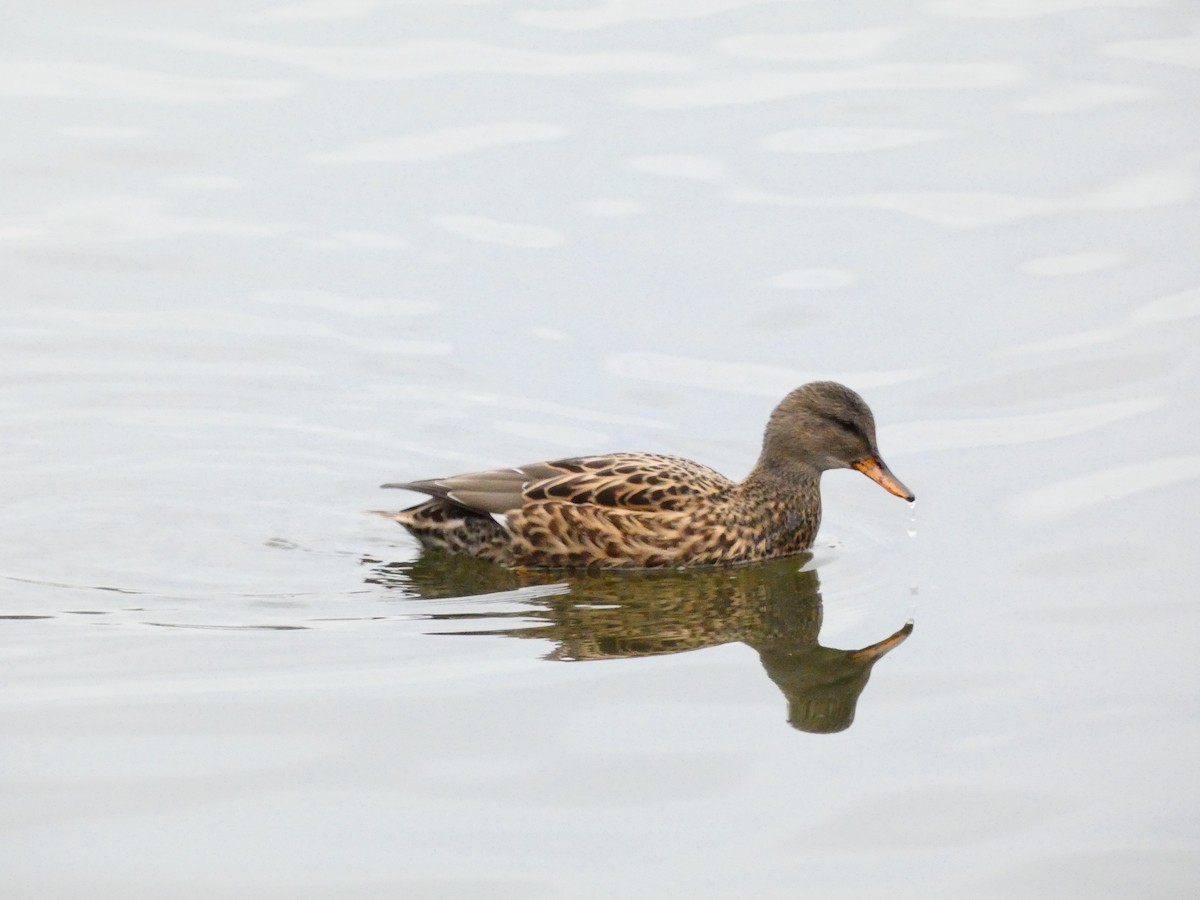 Gadwall - John Swarens