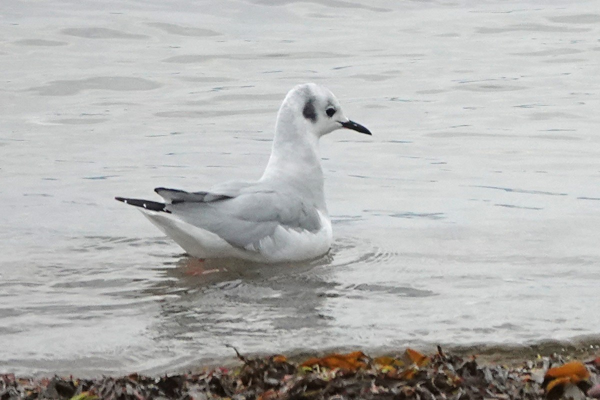 Bonaparte's Gull - ML610037804