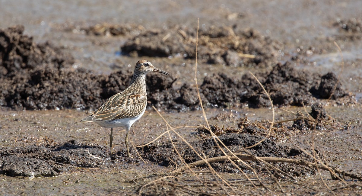 Pectoral Sandpiper - ML610037941