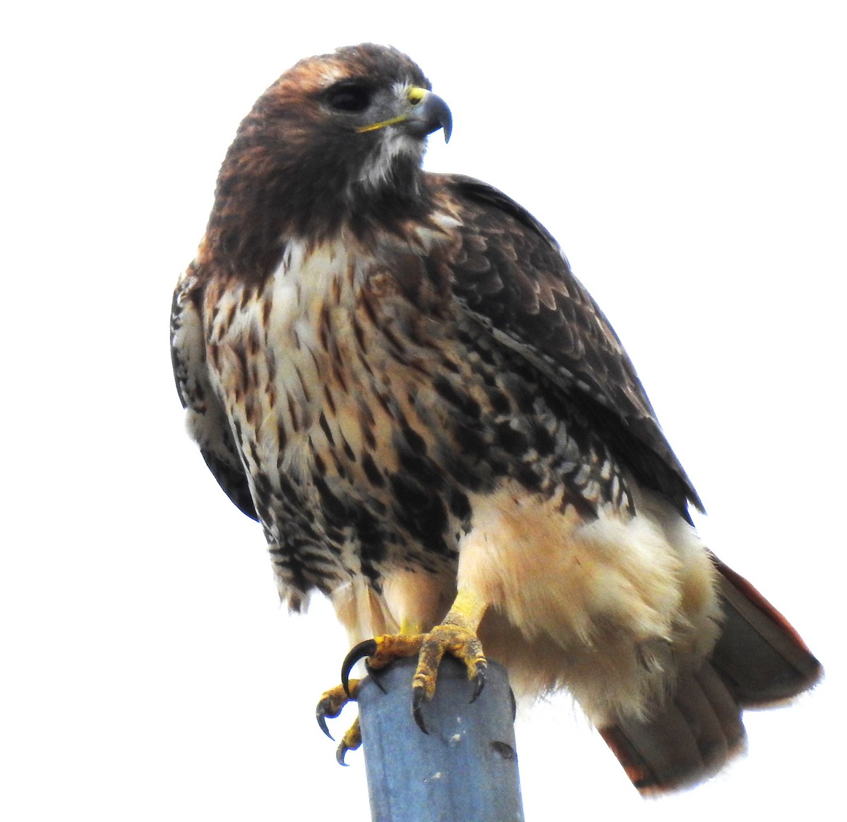 Red-tailed Hawk - ML610037954