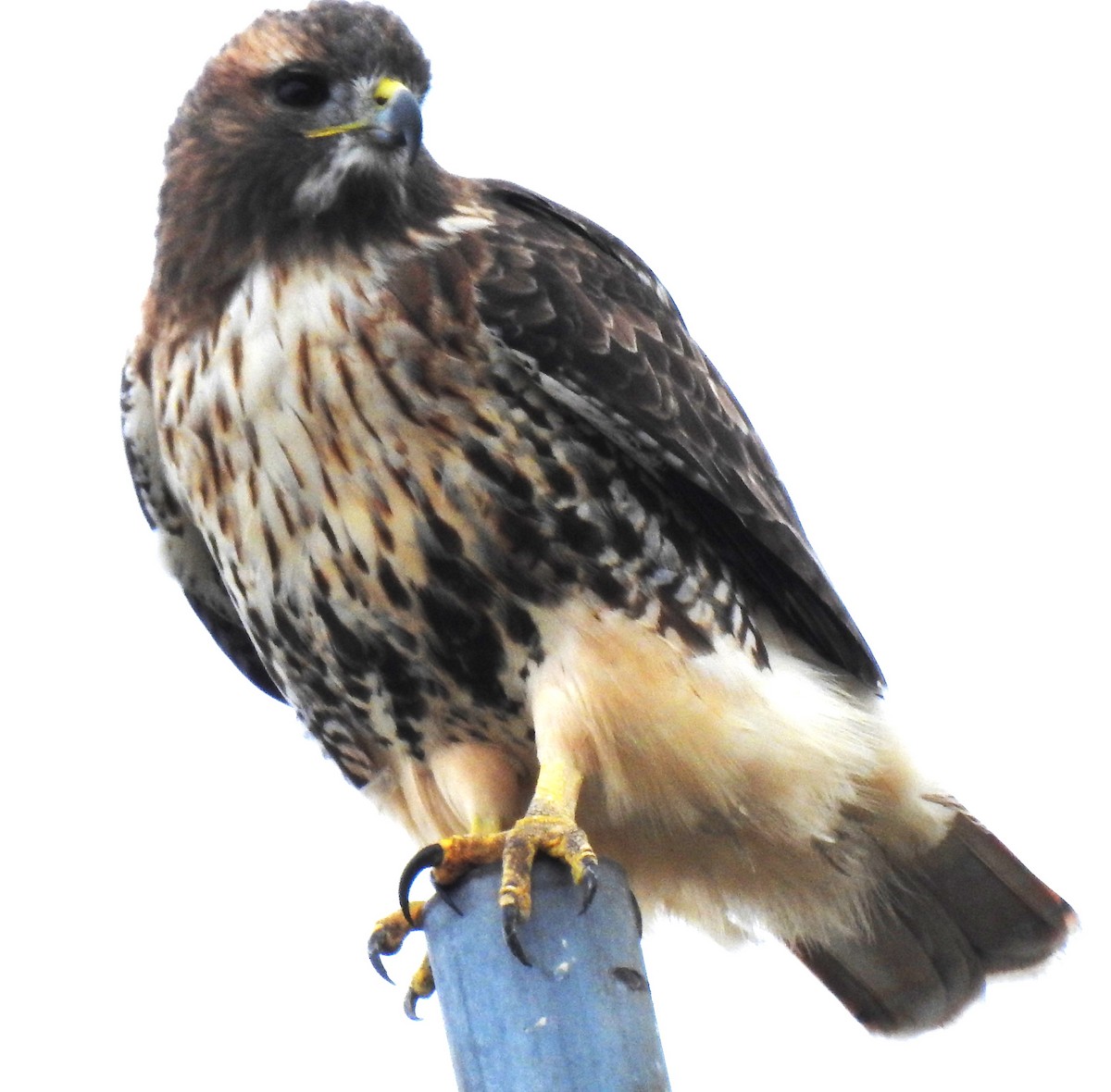 Red-tailed Hawk - ML610037956