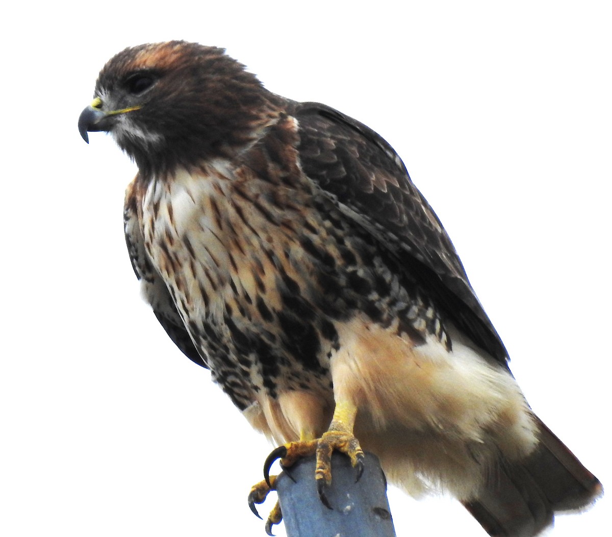 Red-tailed Hawk - ML610037957