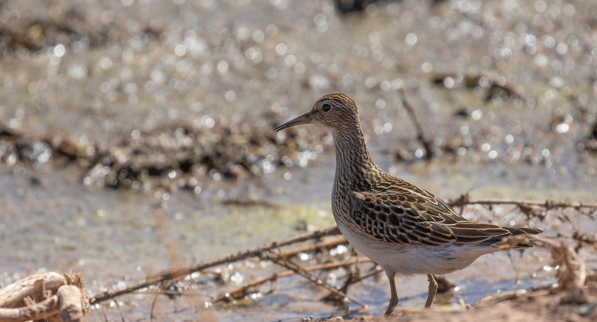 Pectoral Sandpiper - ML610038069