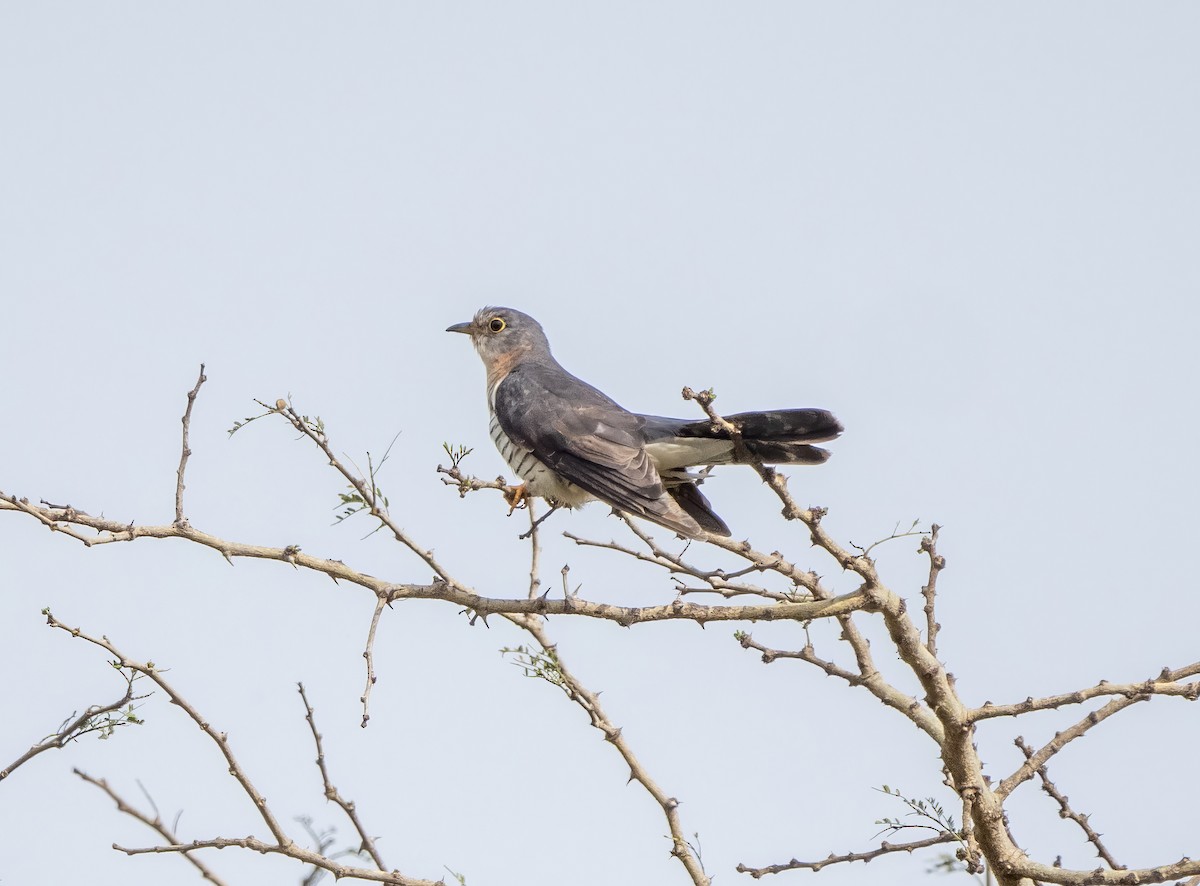 Red-chested Cuckoo - ML610038178