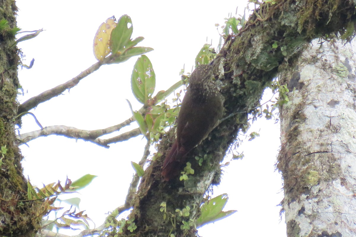 Olive-backed Woodcreeper - ML610038179