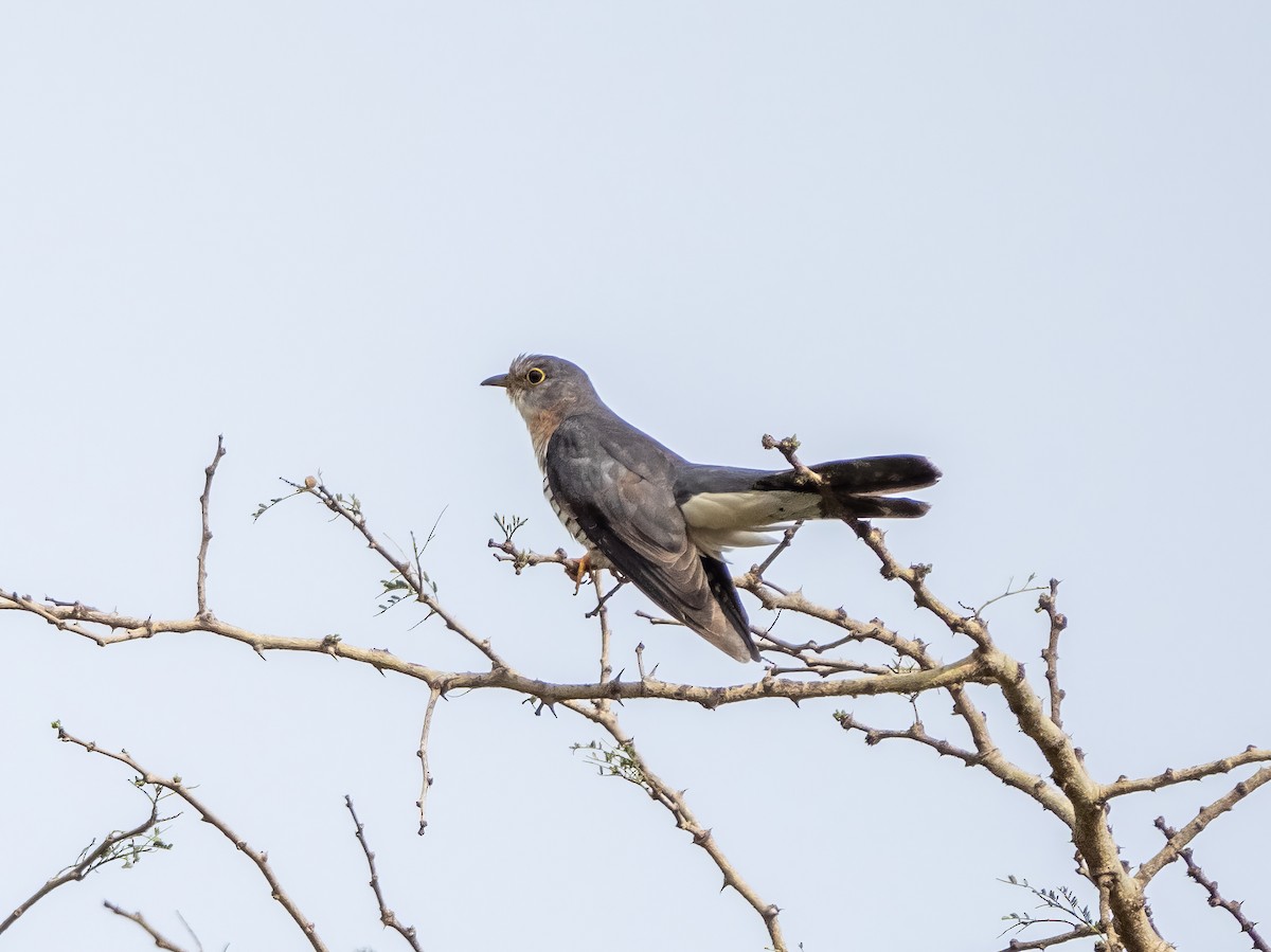 Red-chested Cuckoo - ML610038180