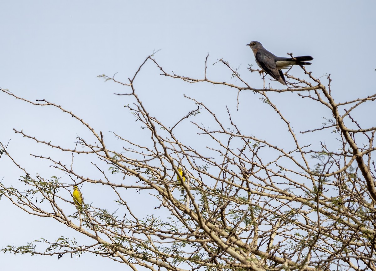 Red-chested Cuckoo - ML610038182