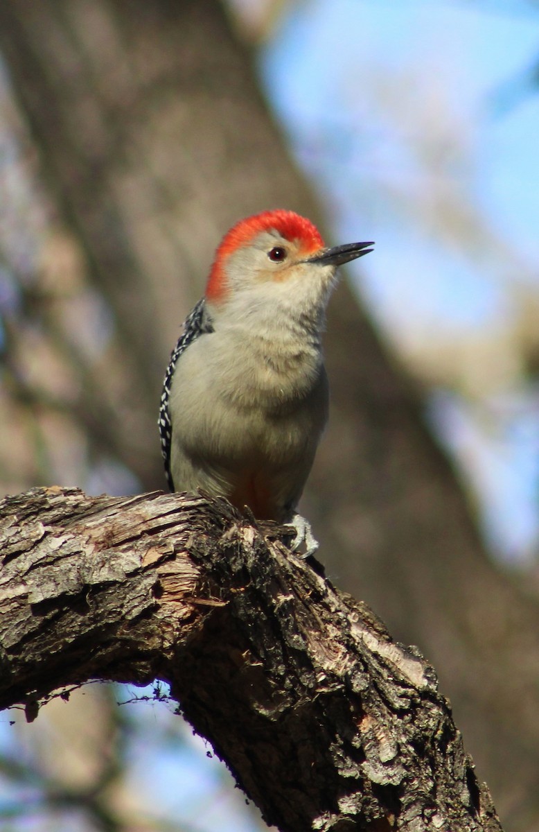 Red-bellied Woodpecker - liz cieszynski