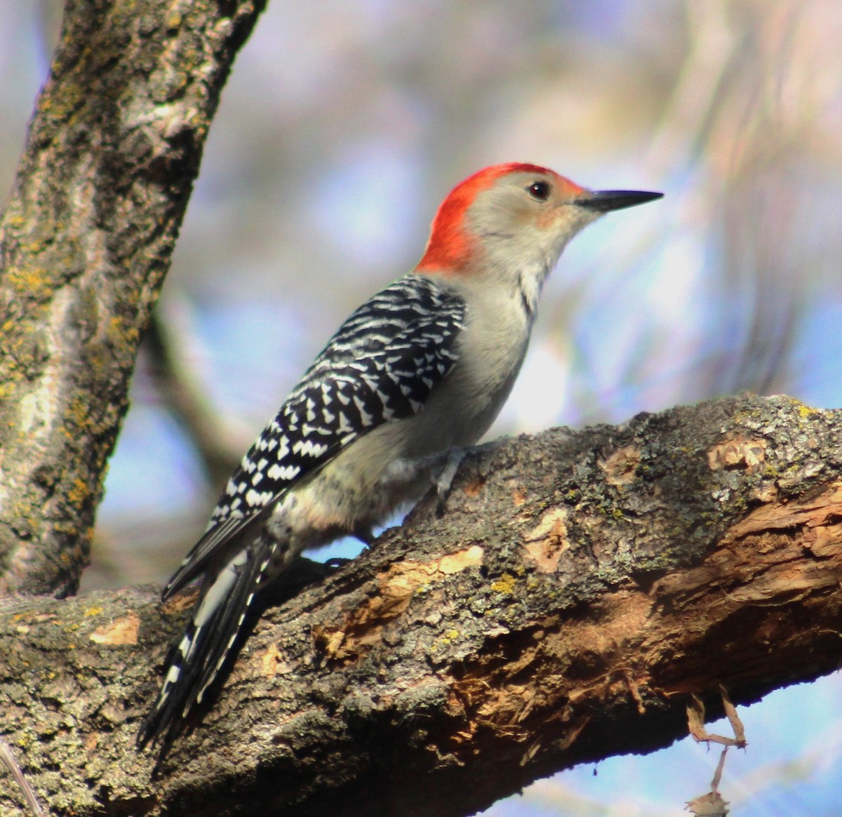 Red-bellied Woodpecker - liz cieszynski