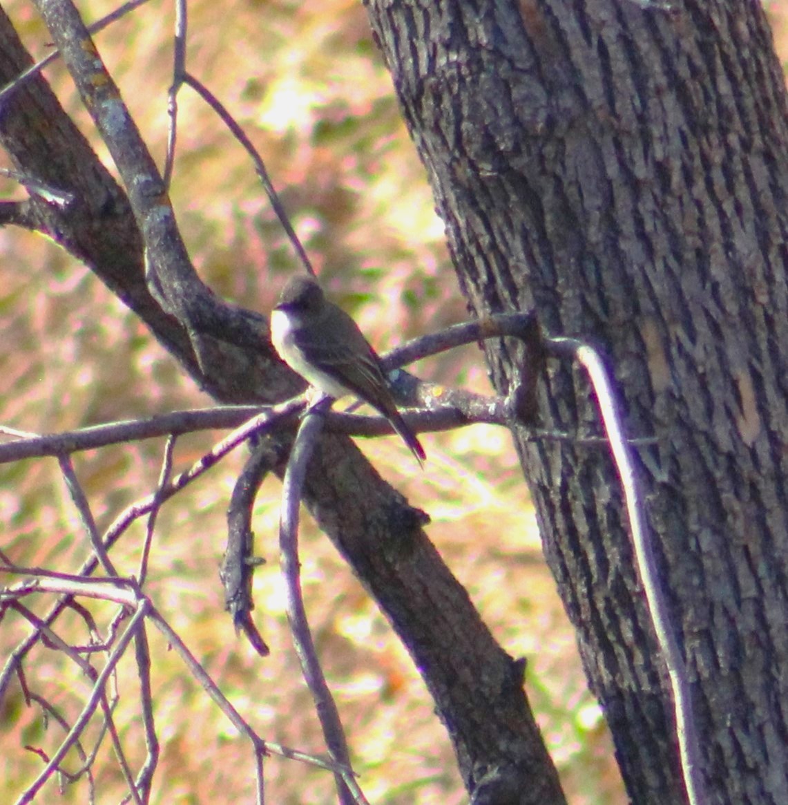 Eastern Phoebe - ML610038212