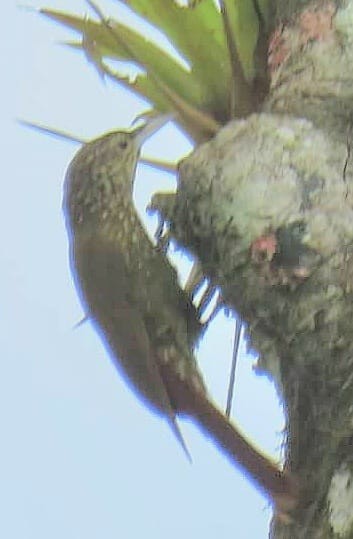 Olive-backed Woodcreeper - ML610038225