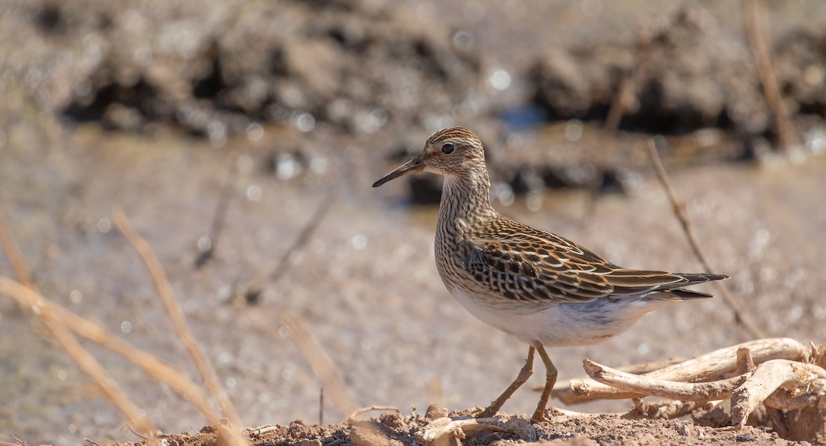 Pectoral Sandpiper - ML610038286