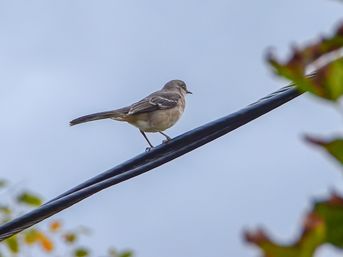 Northern Mockingbird - ML610038340